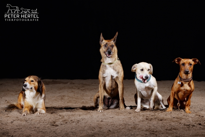 Süße Hunde im Stall Die kleinen Strolche Peter Hertel