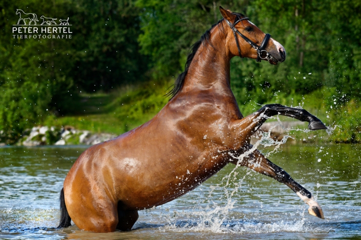 pferd-outdoor-bayerisches-warmblut-steigt-wasser