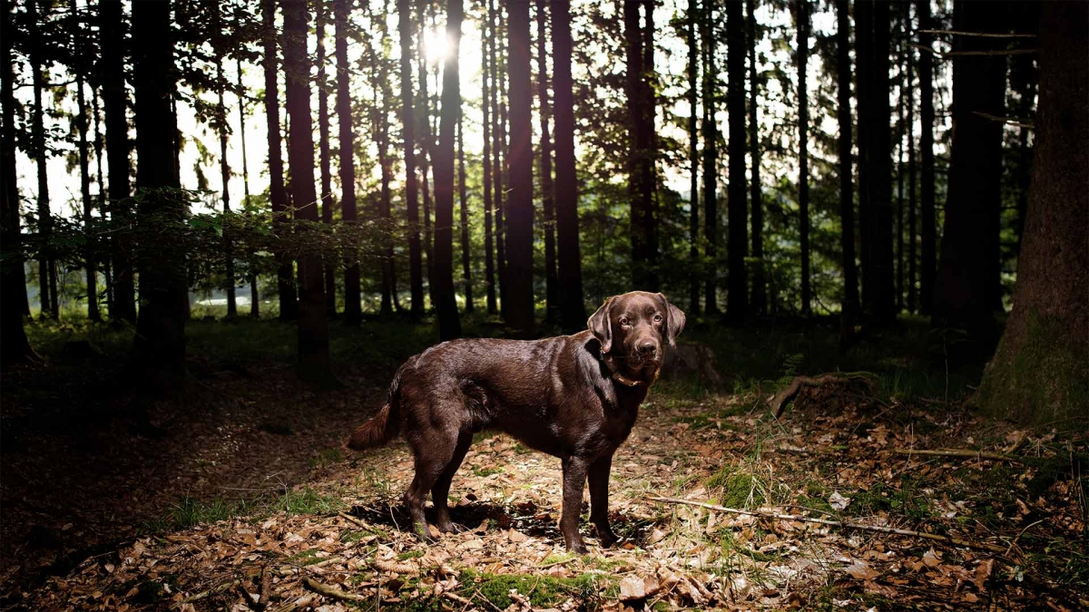 hund-outdoor-labrador-lemmy-waldlichtung