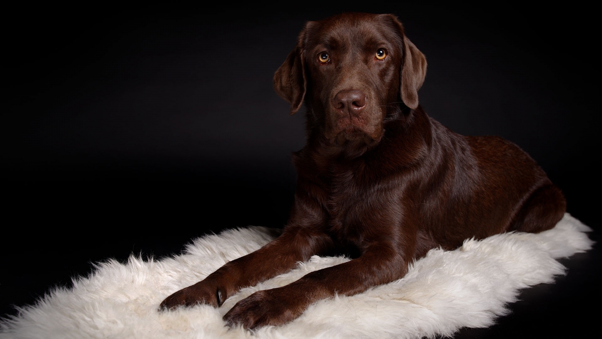 hund-studio-labrador-lemmy-teppich