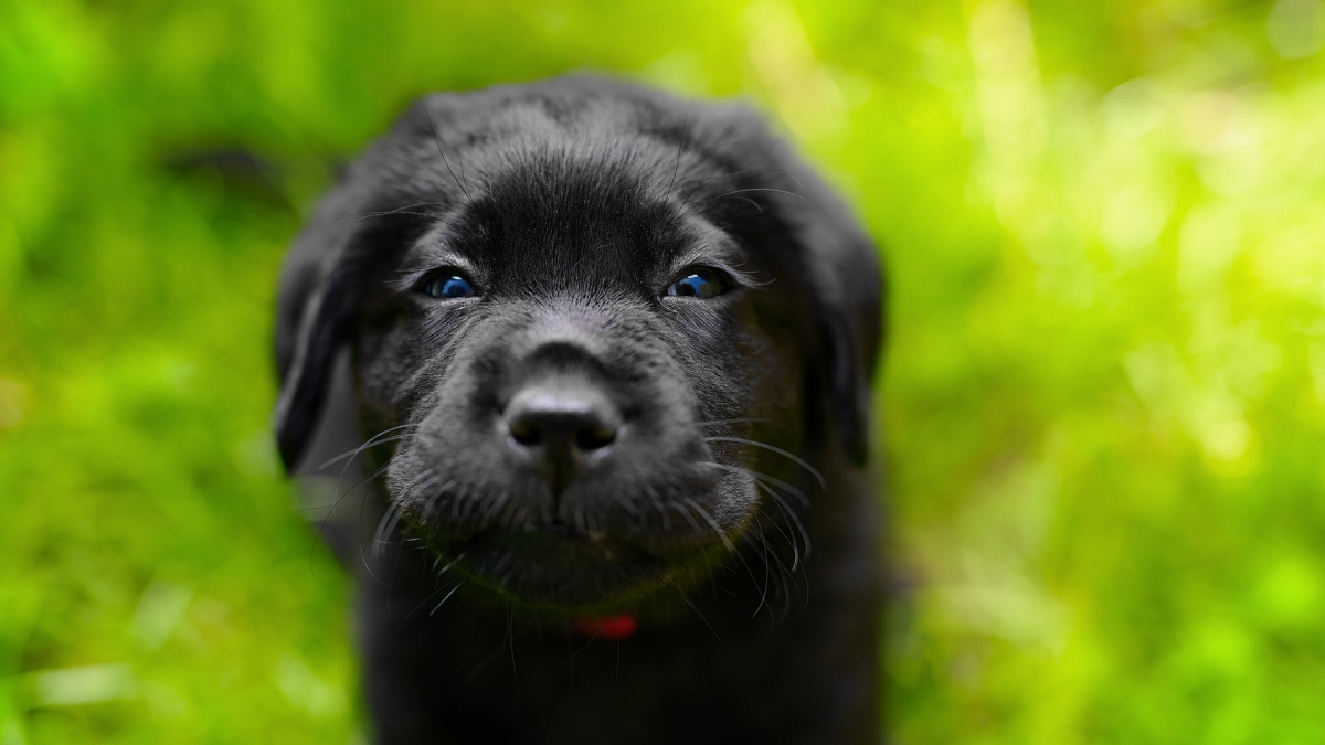 hund-outdoor-labrador-welpe-grins