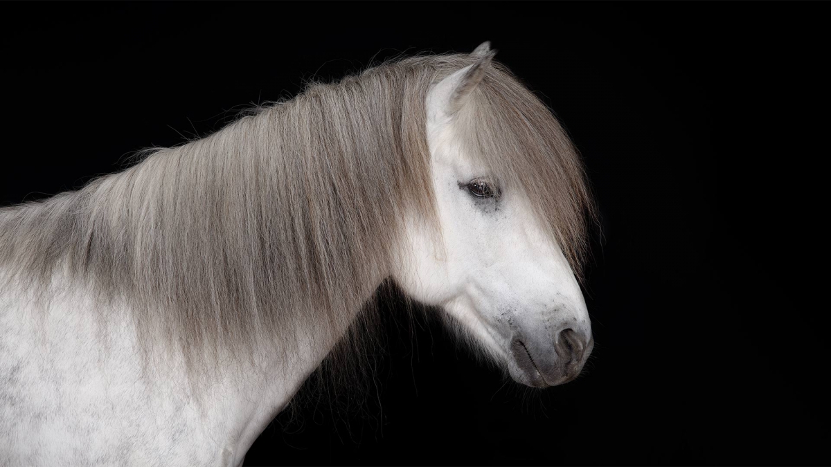 pferd-studio-islaender-schimmel