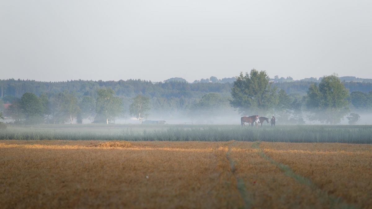 pferdefotografie-in-der-natur-wmstallweilheim-morgengrauen-hd