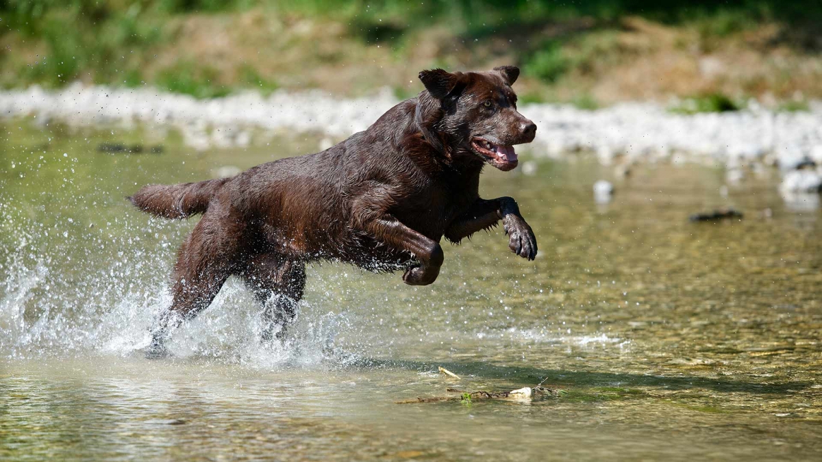 hund-outdoor-labrador-lemmy-wasser