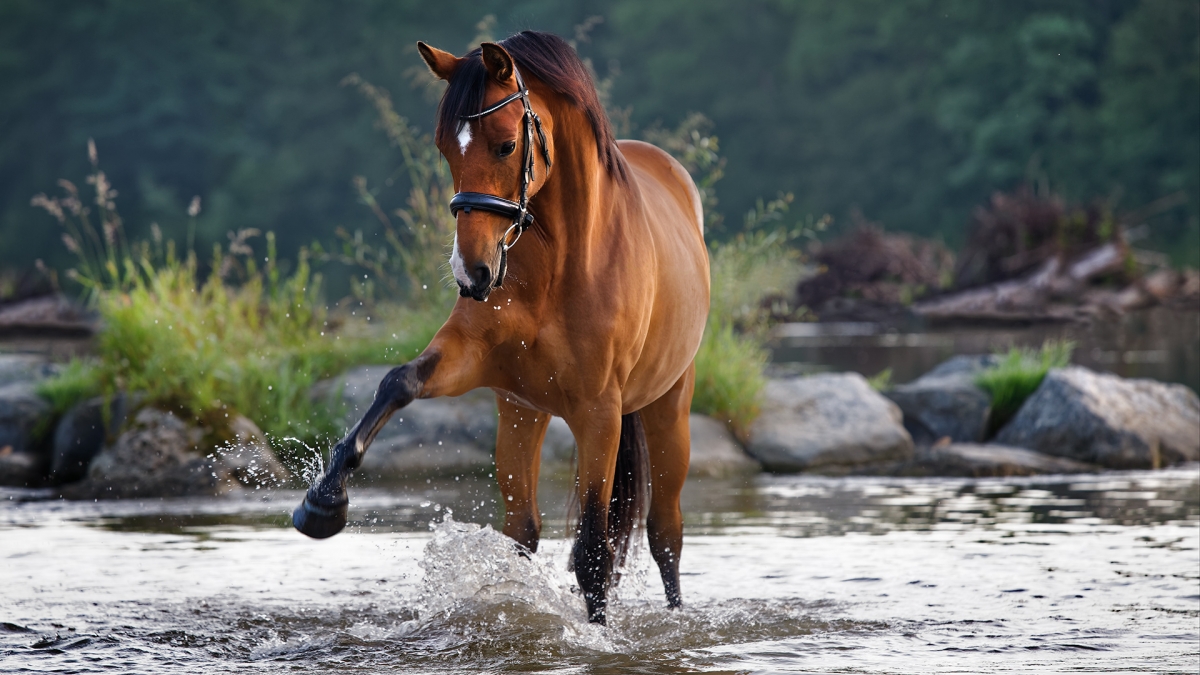 pferd-outdoor-bayerisches-warmblut-wasser-spiel