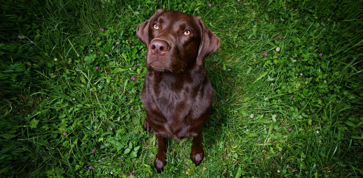 hund-outdoor-gutschein