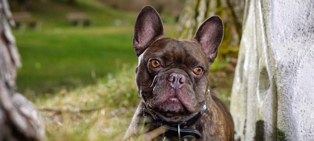 hund-outdoor-frenchbulldog-blue-spezial