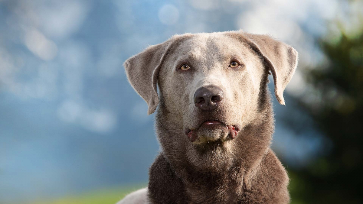 hund-outdoor-labrador-bee