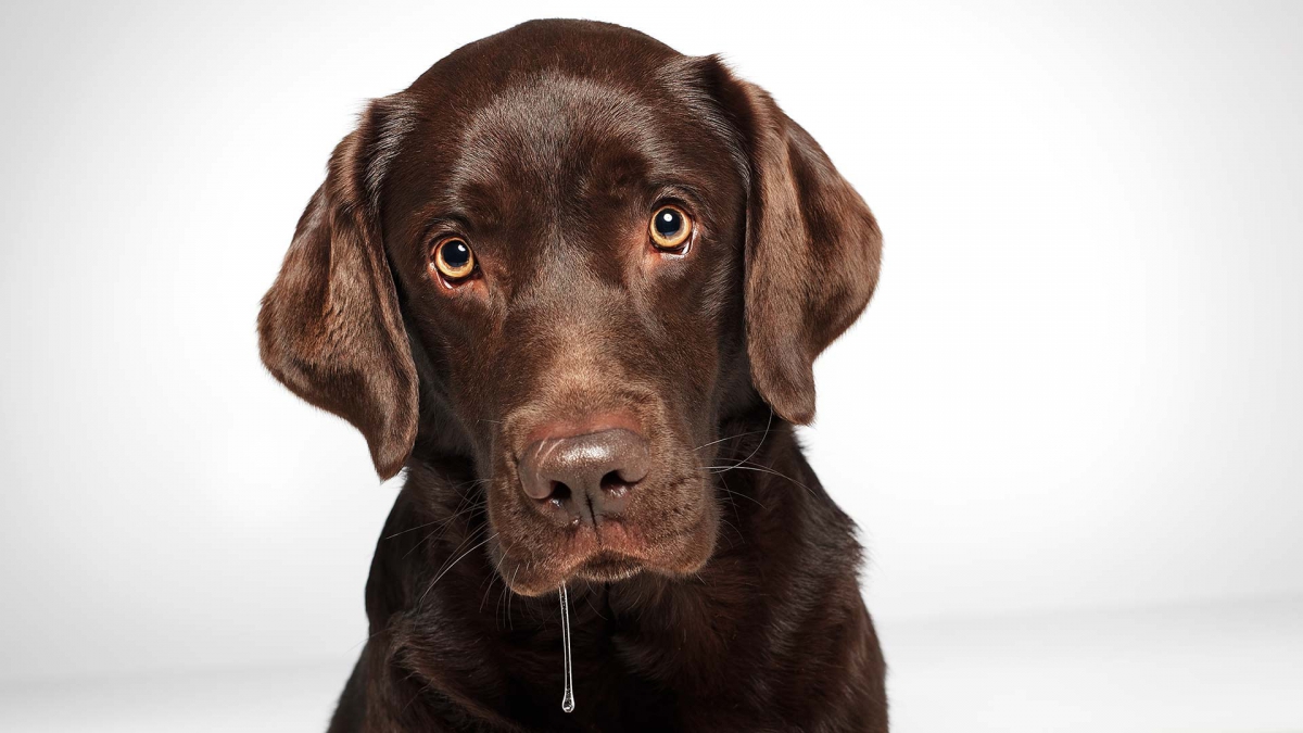 hund-studio-labrador-lemmy-sabber