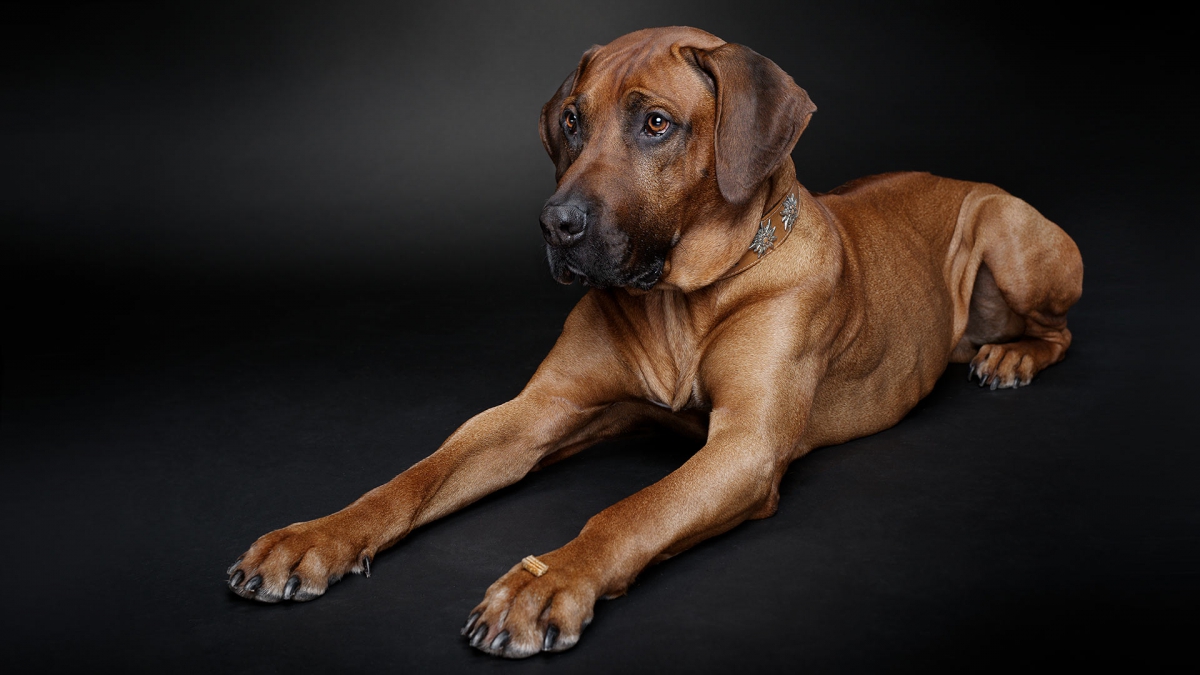 hund-studio-ridgeback-paul