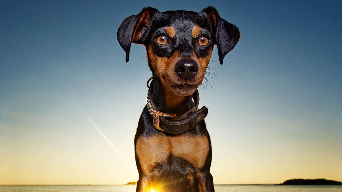 hund-outdoor-pinscher-rocky-meer