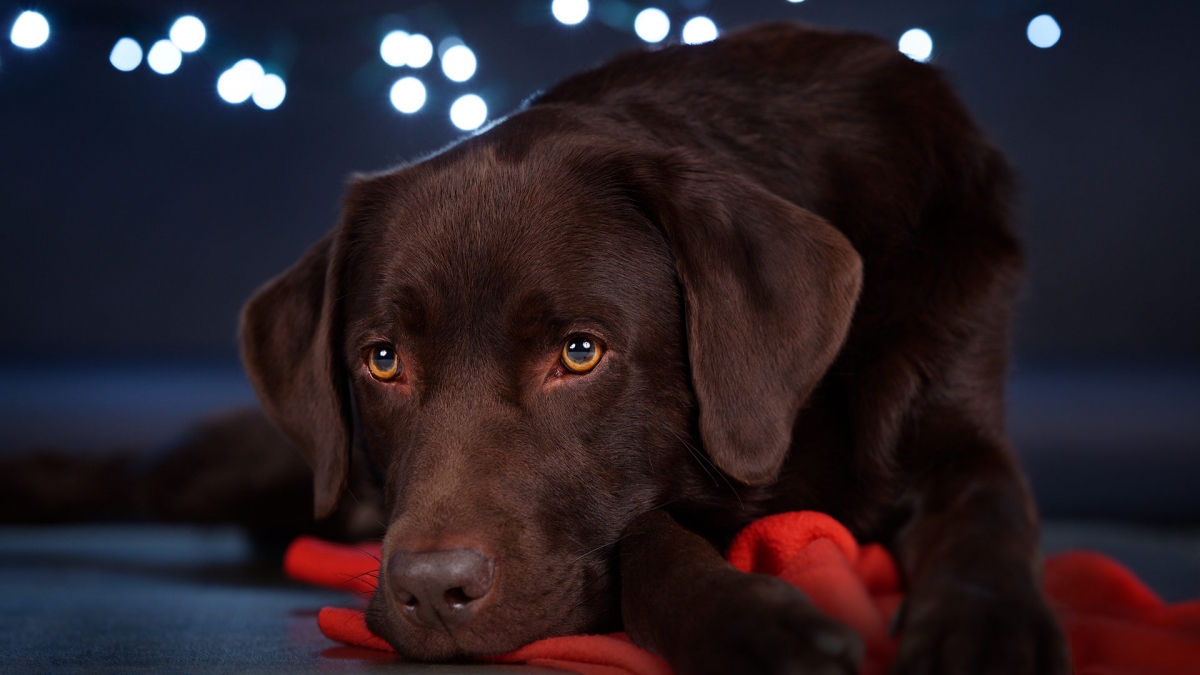 hund-studio-labrador-lemmy-christmas-start-2019