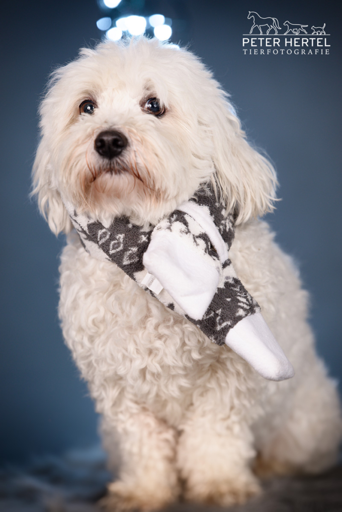 hund-weihnachts-shooting-cotondetulear-kermit