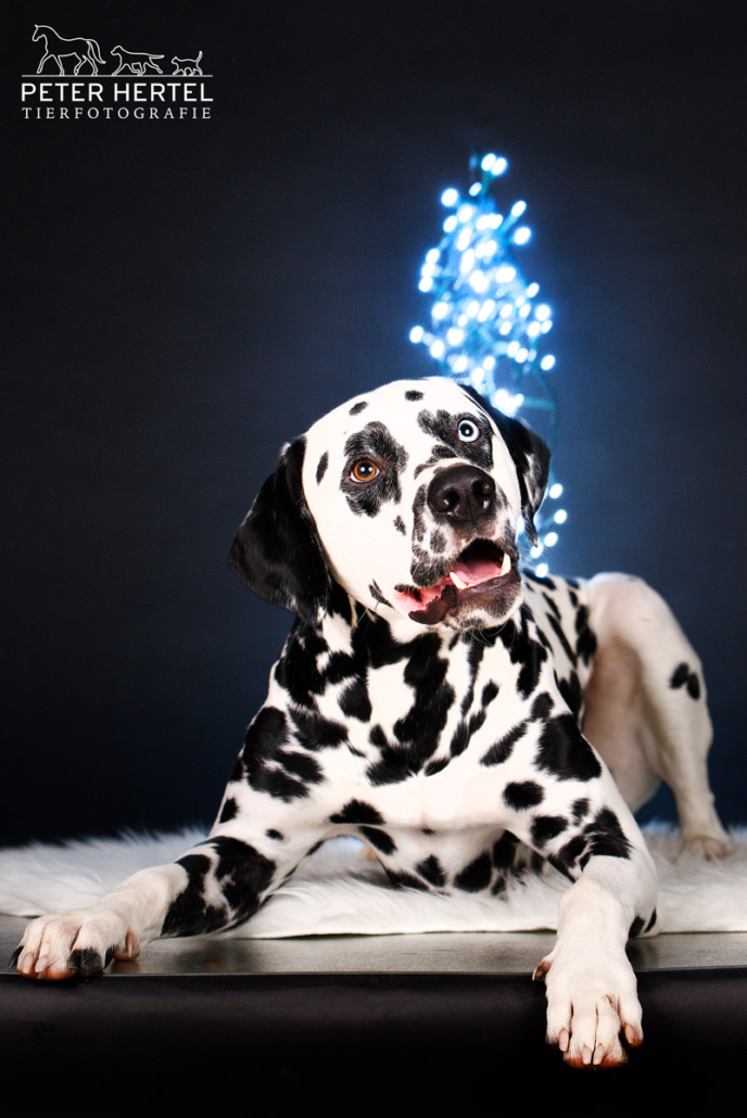 hunde-shooting-weihnachten-dalmatiner-falko