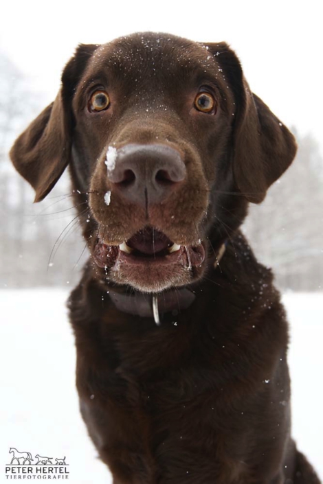 Labrador-Hundefotografie-Schnee